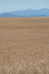 Wheat field