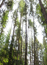 Looking up into the pines