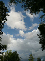 Into thin air a view between the cottonwoods